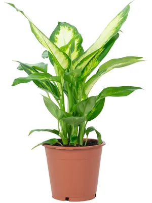 Produktbild von Dieffenbachie - pflegeleichte Zimmerpflanze, Dieffenbachia - Höhe ca. 35 cm, Topf-Ø 12 cm