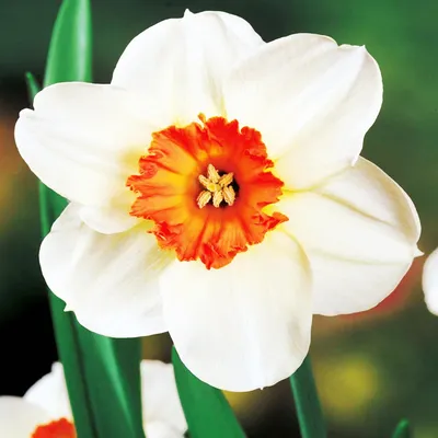Produktbild von Narzissen Zwiebeln Blumen Großkronige Narzisse Barret Browing 5 St.