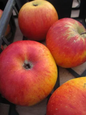 Produktbild von Winterapfel Reanda ® - Malus domestica 140-150cm