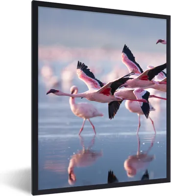 Produktbild von MuchoWow® Gerahmtes Poster Flamingo - Vogel - Wasser - Rosa 60x80 cm - Poster mit Schwarzem Bilderrahmen Wandposter Rahmen Foto Bilder - Premium - Wanddeko Wohnzimmer