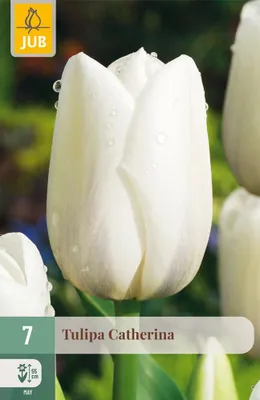 Produktbild von Tulipa Catherina Blumenzwiebel JUB 7 Stück