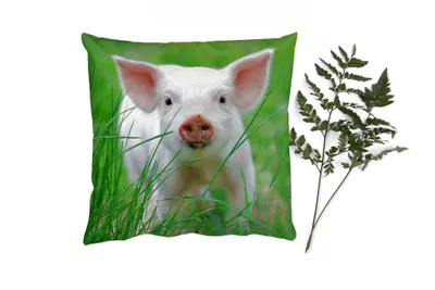 Produktbild von MuchoWow® Zierkissen Sofakissen Wohnzimmer Dekokissen 50x50 cm Schwein - Tiere - Groß - Komfort - Sofakissen