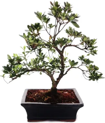 Zdjęcie produktu dla Zewnetrzne Bonsai Rhododendron simsii - Azalia 20cm