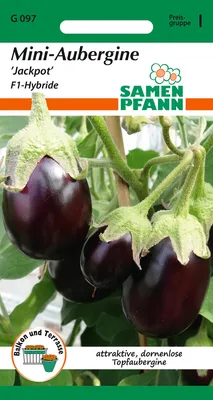 Artikelbild 1 von 'Mini-Aubergine Jackpot F1-Hybride' aus der Kategorie Auberginensamen