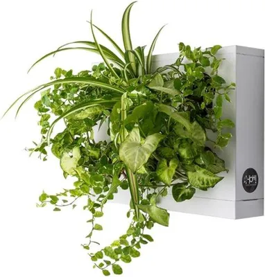 Produktbild von Vertikale Wandplanter weiß für Pflanzen