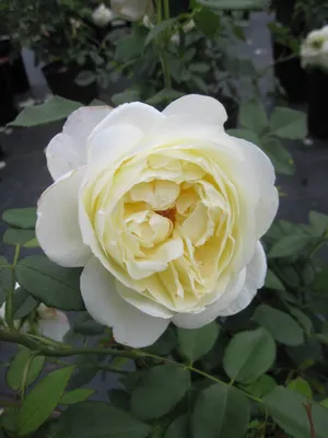 Produktbild von Rosa Vanessa Bell ® - Strauchrose Vanessa Bell ® - Austin Rose