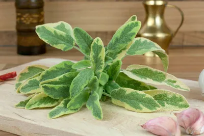 Produktbild von Salvia officinalis 'Aurea', Gold-Salbei, buntlaubig, ca. 9x9 cm Topf