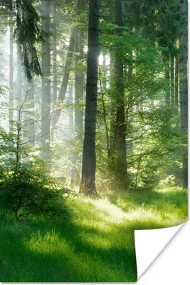 Produktbild von MuchoWow® Poster Natur - Bäume - Wald - Grün - Sonne - Gras - Pflanzen 60x90 cm - Wanddekoration