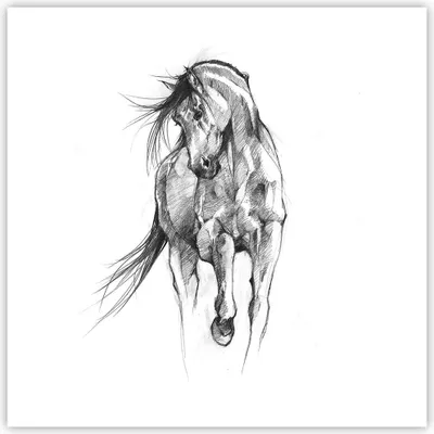 Produktbild von Poster - Poster ohne Rahmen - Pferd Galopp Tier - 60x60 cm - Wand Bild - Wanddeko - Wandbilder - Kunstposter - Wandposter - Bilder - Kunstdruck - Wanddekoration - Wandbild - P2XAC60x60-5080