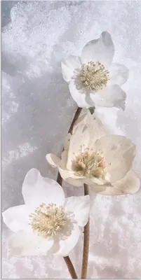 Produktbild von ARTland Wandbild Alu für Innen & Outdoor Christrose im Schnee Größe: 20x40 cm