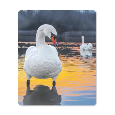 Produktbild von MuchoWow® Mauspad Mousepad Schwan - Vogel - Sonnenuntergang - Wasser 30x40 cm - Mousepads - Maus Mat - Pad - Mausunterlage - Mausmatten