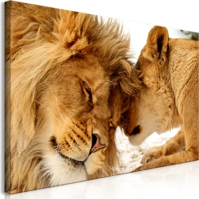Produktbild von Wandbild Mega XXXL Löwe 250x125 cm Einteiliger XXL-Format Kunstdruck zur Selbstmontage Leinwandbilder moderne Bilder DIY Wanddekoration Wohnung Deko Liebe Afrika Tier g-B-0034-ak-f