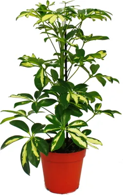 Obrázok produktu pre Schefflera - bielo-zelené listy - 12cm kvetiná? - izbová rastlina - výška cca 40-45cm