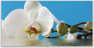 Imagen del producto de Panel protector de vidrio para cocina, 140x70 cm, con diseño de flores y plantas