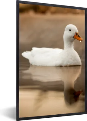 Produktbild von MuchoWow® Gerahmtes Poster Ente - Vogel - Wasser - Weiß 60x90 cm - Poster mit Schwarzem Bilderrahmen Wandposter Rahmen Foto Bilder - Kunst