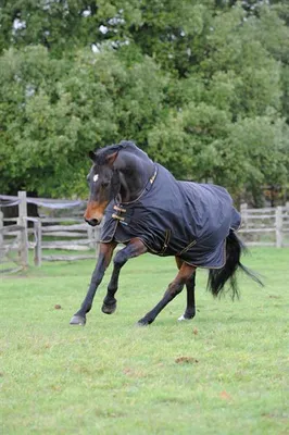 A dark-colored horse wearing a black turnout blanket with gold trim is trotting in a grassy field with trees and a wooden fence in the background.