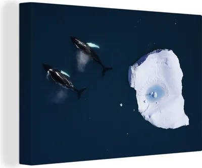 Produktbild von OneMillionCanvasses® - Leinwandbilder - 140x90 cm, Draufsicht auf Orcas, Wandbilder Kunstdruck Wanddekoration - Foto auf Leinwand - Gemälde auf Holzrahmen