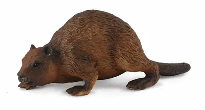 Obrázok produktu pre COLLECTA Bobr