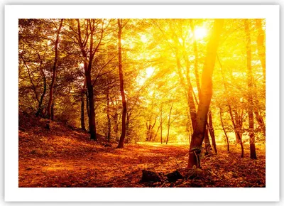 Produktbild von Poster - Poster ohne Rahmen - Wald Baum Natur - 70x50 cm - Wand Bild - Wanddeko - Wandbilder - Kunstposter - Wandposter - Bilder - Kunstdruck - Wanddekoration - Wandbild - P2XAA70x50-3722