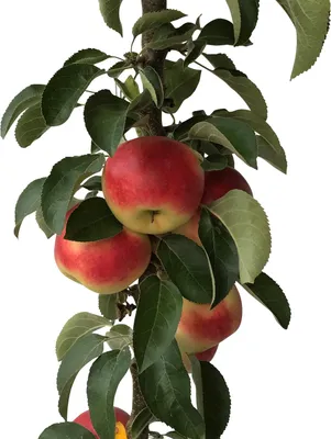 Produktbild von Säulenapfel Campanilo ® Quattro (S) zweijährig im 7,5 Liter Topfballen