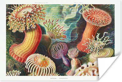 Produktbild von MuchoWow® Poster Ernst Haeckel - Anemone - Retro - Natur - Pflanzen 60x40 cm - Schlafzimmerdekoration
