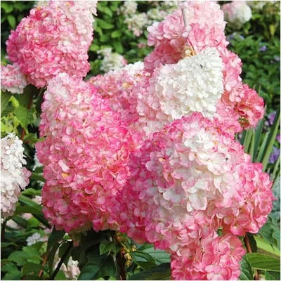 Produktbild von 3 Stück Hydrangea Paniculata 'Pink Lady' 30-50 cm – Rispenhortensie, winterhart, Laubgehölz, rosa Blüten, ideal für Garten & Kübel