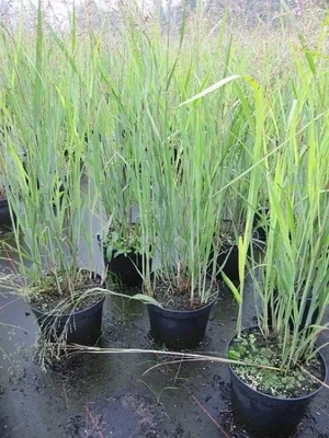 Produktbild von Panicum virgatum Heavy Metal - Rutenhirse Heavy Metal