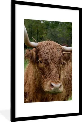Produktbild von MuchoWow® Gerahmtes Poster Schottische Highlander - Tiere - Gras 60x90 cm - Poster mit Schwarzem Bilderrahmen Wandposter Rahmen Foto Bilder - Dekoration - Wandposter Wohnzimmer - Hochwertig