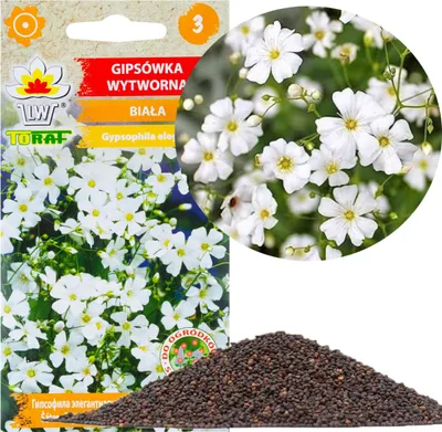 Obrázok produktu pre Gypsophila biela 1G Semená gypsophila Kvety pre kvetinové záhony skalky