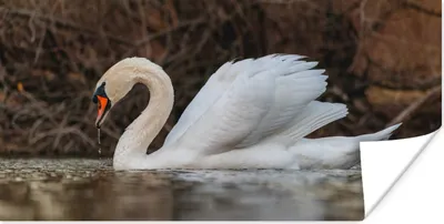 Produktbild von MuchoWow® Poster Schwan - Wasser - Tiere - Vogel 40x20 cm - Poster für die Wand - Poster Schlafzimmer