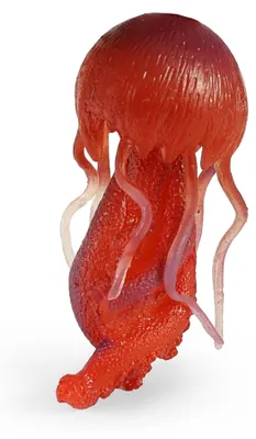 Produktbild von RAPPA Badespielzeug aus weichem, flexiblem Material, 10 cm – Für Badewanne und Pool