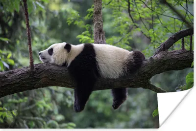 Produktbild von MuchoWow® Poster Panda - Baum - Tiere - Natur 120x80 cm - Bilder