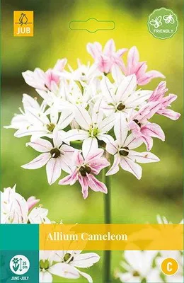 Productafbeelding van Allium Cameleon JUB, 10 bloembollen