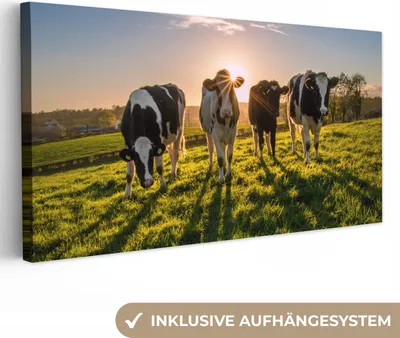 Produktbild von MuchoWow® - Leinwandbilder - Kühe - Sonne - Gras - Tiere - Bauernhof, Wandbild, Wanddeko Bilder Wohnzimmer, 40x20 cm