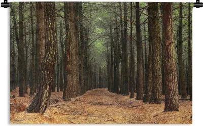 Produktbild von MuchoWow® Wandteppich Wandbehang Herbst - Dekoration - Wald 120x80 cm Tapisserie Dekoration Wandtuch - Wanddekorationen - Wandtücher