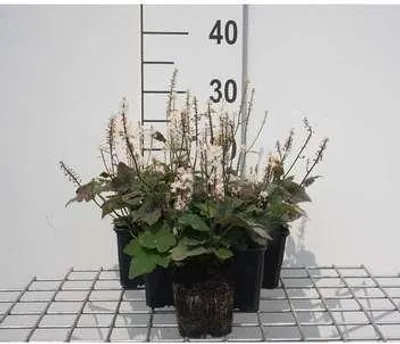 Produktbild von 6 x  Tiarella wherryi - Schaumblüte - Topf 9 x 9 cm
