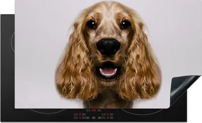 Produktbild von KitchenYeah© Herdabdeckplatte Englischer Cockerspaniel lächelt im Studio , 89x51cm, Küche Deko, Glaskeramikkochfeld Herdabdeckung, Abdeckplatte fùr Kochfeld