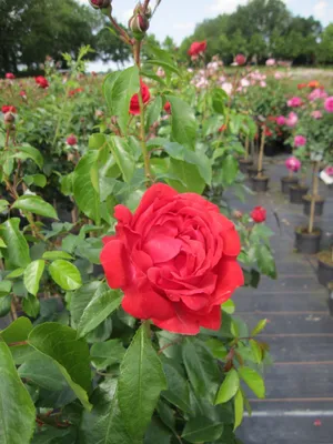 Produktbild von Rosa Out of Rosenheim ® - Hochstammrose - Märchenrose - Kordes-Rose