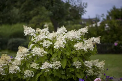 Produktbild von Hydrangea paniculata 'Unique', Rispenhortensie, weiß, 80–100 cm