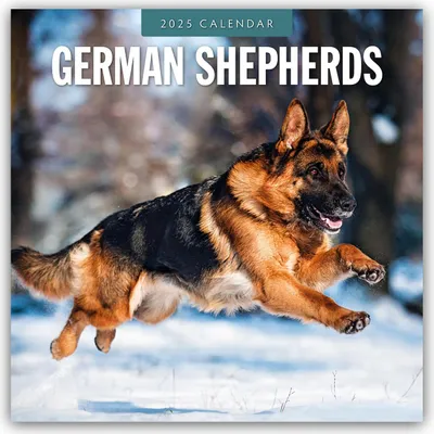 Produktbild von German Shepherds - Deutscher Schäferhund 2025 - 16-Monatskalender