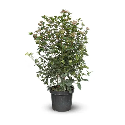 Productafbeelding van Lauriertuin (Viburnum tinus) - ± 90-100 cm hoog - diameter ± 24 cm - plant voor buiten