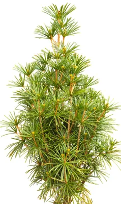 A close-up studio shot of a small Japanese umbrella pine tree.