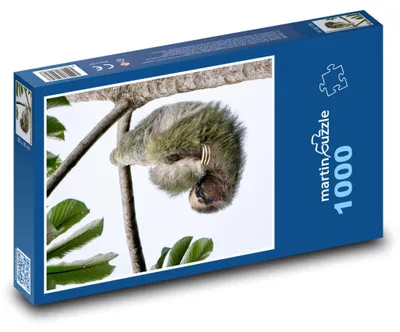 Obrázek produktu pro Puzzle 1000 Lenochod na větvi stromu - martinpuzzle
