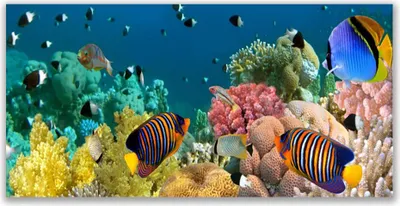 Produktbild von Acrylglasbilder 120x60 Wandbild Druck Korallenriff Natur
