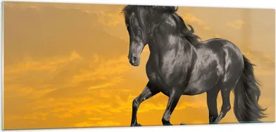 Produktbild von Bilder auf glas - Tiere Pferd Laufen Wiese - 100x40cm - Glasbilder - Wandbilder - Kunstdruck - zum Aufhängen bereit - Wanddekoration aus Glas - Glas Bilder - Wandbild auf Glas - GAB100x40-2248