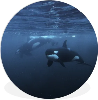 Produktbild von MuchoWow® Rundes Wandbild - Runde Bilder Orcas unter Wasser Ø 60 cm Kreis Wanddekoration Kunststoff - Wandkreis - Wandschmuck - Wand Kreis - Das Schlafzimmer - Die Bilder - Wandmalerei - Kunst für das Haus - das Plastik