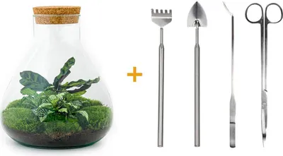 Immagine prodotto di Terrario fai da te - Sammie - ↕ 27 cm