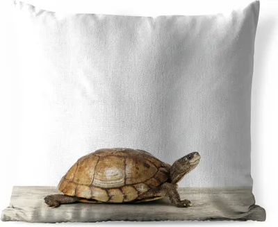 Produktbild von MuchoWow® Outdoor Kissen - Schildkröte - Junge - Tiere - Kinder - Mädchen - 40x40 cm - Wetterfest - Lounge Kissen - Kopfkissen - Interieur - Polster mit Bild