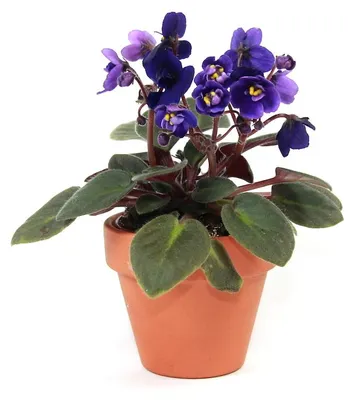 Obrázok produktu pre Gardners Saintpaulia mix, priemer 12 cm