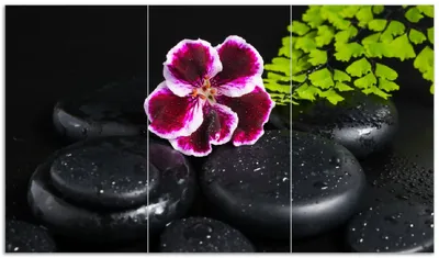 Produktbild von Wallario Herdabdeckplatte aus Glas, Größe 90 x 52 cm 3-teilig, Motiv Geranienblüte auf schwarzen Steinen, benetzt mit Wassertropfen